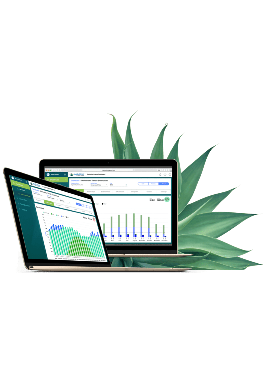 An agave plant behind a laptop